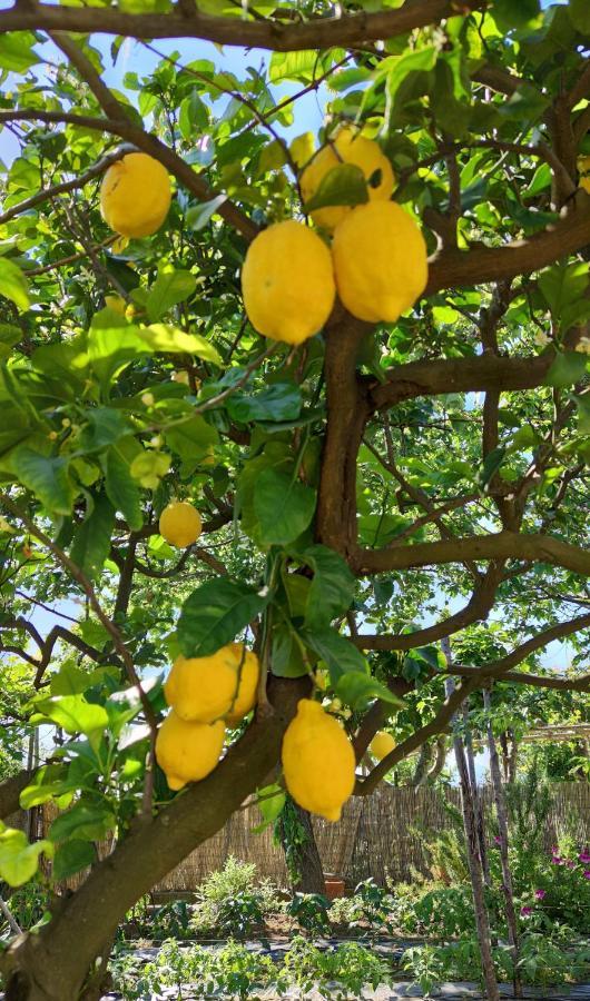 La Primavera Anacapri  Eksteriør bilde